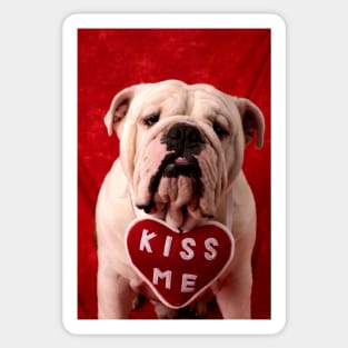 English Bulldog Sticker